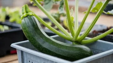 how to grow zucchini in a container