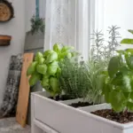 herb planter ideas indoor window