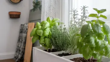 herb planter ideas indoor window