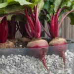 how to grow beets in containers