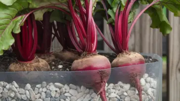 how to grow beets in containers