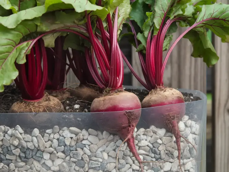 how to grow beets in containers