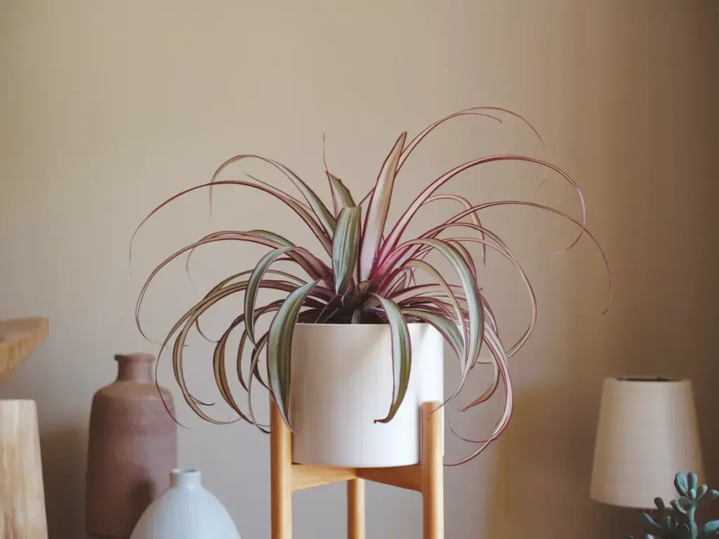 Spider Plant: The Pet-Safe Air Purifying Champion