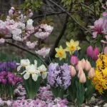 A photo of 10 stunning spring flowers that bloom early. There are white and pink cherry blossoms, purple crocuses, yellow daffodils, pink tulips, white and yellow irises, purple hyacinths, yellow forsythias, and pink magnolias. The flowers are in full bloom against a backdrop of green leaves and branches. The ground is covered with fallen pink petals from the cherry blossoms.