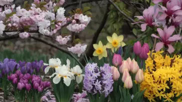 A photo of 10 stunning spring flowers that bloom early. There are white and pink cherry blossoms, purple crocuses, yellow daffodils, pink tulips, white and yellow irises, purple hyacinths, yellow forsythias, and pink magnolias. The flowers are in full bloom against a backdrop of green leaves and branches. The ground is covered with fallen pink petals from the cherry blossoms.