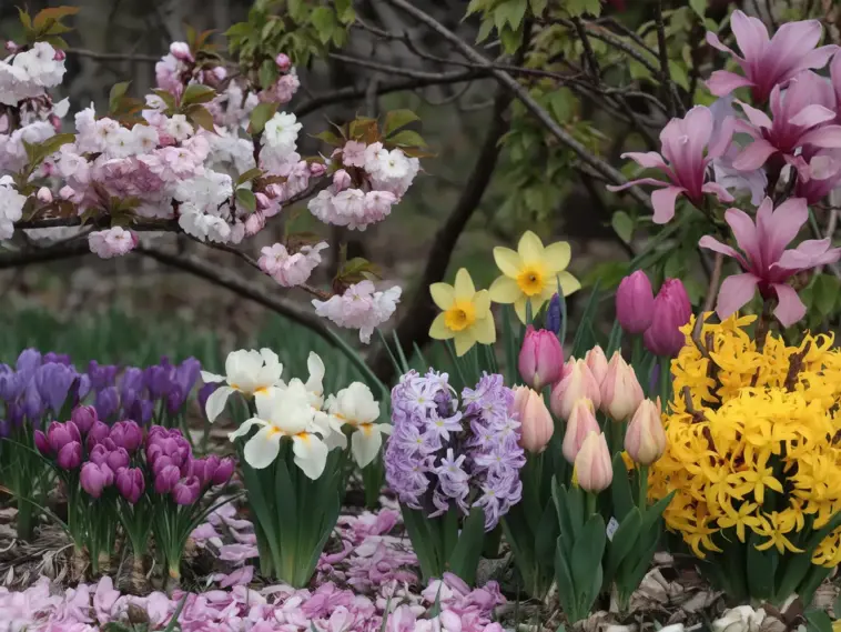 A photo of 10 stunning spring flowers that bloom early. There are white and pink cherry blossoms, purple crocuses, yellow daffodils, pink tulips, white and yellow irises, purple hyacinths, yellow forsythias, and pink magnolias. The flowers are in full bloom against a backdrop of green leaves and branches. The ground is covered with fallen pink petals from the cherry blossoms.