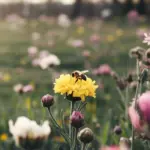 A photo of a bee collecting pollen from a bright yellow spring flower. The flower is surrounded by other flowers in various stages of bloom, including white, pink, and purple. The background is a green field with more flowers in bloom. The overall image has a soft focus and is bathed in warm light.