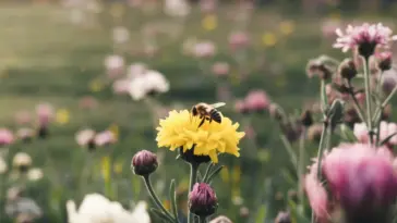 A photo of a bee collecting pollen from a bright yellow spring flower. The flower is surrounded by other flowers in various stages of bloom, including white, pink, and purple. The background is a green field with more flowers in bloom. The overall image has a soft focus and is bathed in warm light.