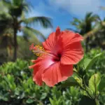 A photo of a bright red Hawaiian hibiscus flower on a yellow flower stalk. The flower has a large, round, and glossy red flower with a yellow center. The flower is in full bloom and is in the background of a lush green foliage. The background is filled with palm trees and the sky is clear blue.