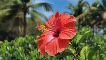 A photo of a bright red Hawaiian hibiscus flower on a yellow flower stalk. The flower has a large, round, and glossy red flower with a yellow center. The flower is in full bloom and is in the background of a lush green foliage. The background is filled with palm trees and the sky is clear blue.