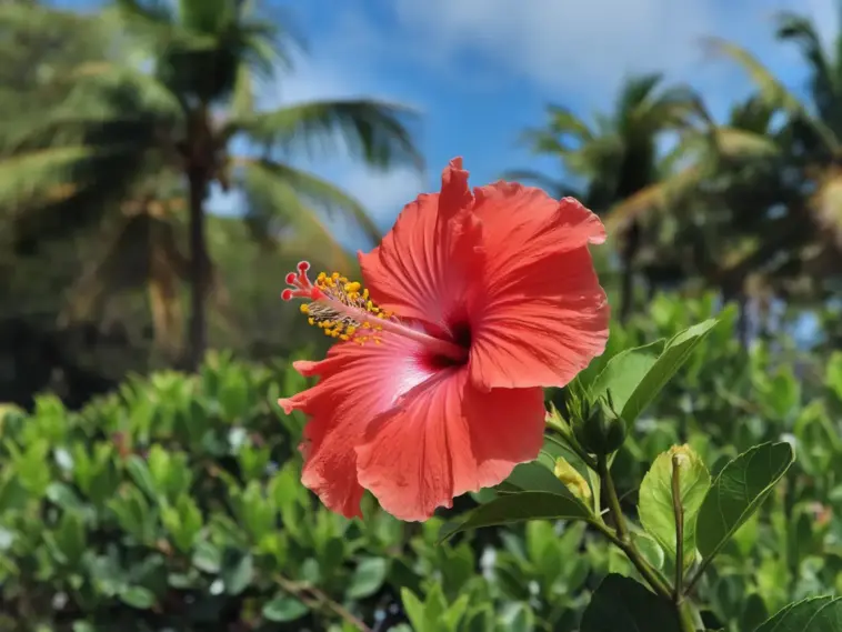 A photo of a bright red Hawaiian hibiscus flower on a yellow flower stalk. The flower has a large, round, and glossy red flower with a yellow center. The flower is in full bloom and is in the background of a lush green foliage. The background is filled with palm trees and the sky is clear blue.
