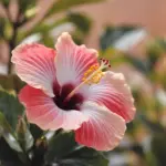 A photo of a close-up shot of a beautiful hibiscus flower. The flower is a deep red color and has a white center. The petals are slightly opened, revealing the yellow stamen. The background is a soft blur of green leaves. The overall image has a warm hue.