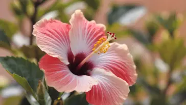 A photo of a close-up shot of a beautiful hibiscus flower. The flower is a deep red color and has a white center. The petals are slightly opened, revealing the yellow stamen. The background is a soft blur of green leaves. The overall image has a warm hue.