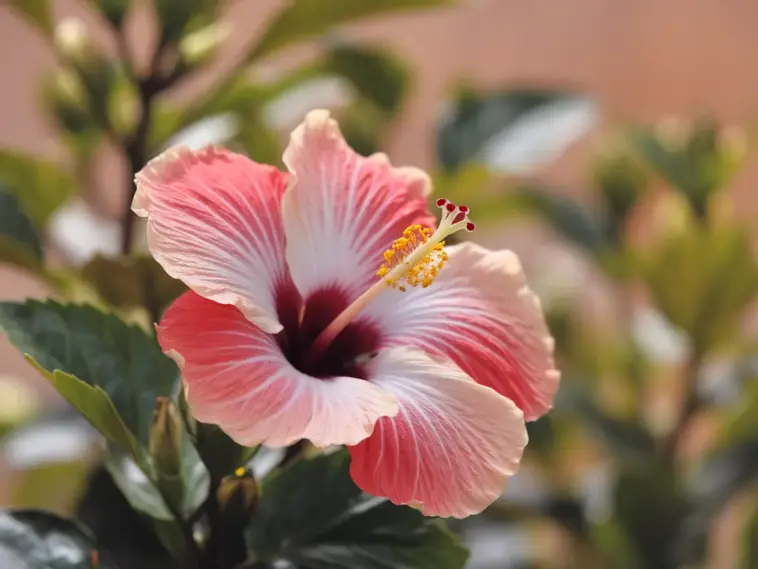 A photo of a close-up shot of a beautiful hibiscus flower. The flower is a deep red color and has a white center. The petals are slightly opened, revealing the yellow stamen. The background is a soft blur of green leaves. The overall image has a warm hue.