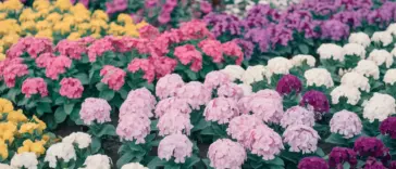 A photo of a flower garden in full bloom during spring. There are various types of flowers in shades of pink, purple, yellow, and white. The flowers are arranged in a pattern, with pink and purple flowers in the middle, surrounded by yellow and white flowers. The background is a lush green field. The overall image has a soft, warm hue.