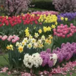 A photo of a garden filled with various spring flowers. There are tulips, daffodils, and hyacinths in full bloom. The tulips are red, yellow, and pink, the daffodils are yellow, and the hyacinths are purple. The flowers are arranged in rows and are surrounded by green grass. The background contains a few trees with pink blossoms. The ground is covered with fallen pink petals.