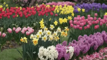 A photo of a garden filled with various spring flowers. There are tulips, daffodils, and hyacinths in full bloom. The tulips are red, yellow, and pink, the daffodils are yellow, and the hyacinths are purple. The flowers are arranged in rows and are surrounded by green grass. The background contains a few trees with pink blossoms. The ground is covered with fallen pink petals.