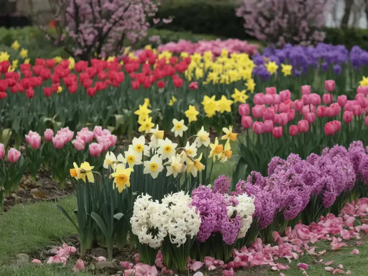 A photo of a garden filled with various spring flowers. There are tulips, daffodils, and hyacinths in full bloom. The tulips are red, yellow, and pink, the daffodils are yellow, and the hyacinths are purple. The flowers are arranged in rows and are surrounded by green grass. The background contains a few trees with pink blossoms. The ground is covered with fallen pink petals.