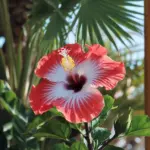 A photo of a hibiscus flower in full bloom. The flower is a rich red colour with a white centre. The flower is in a tropical setting with lush green leaves and a wooden pole. The background is sunny and bright.