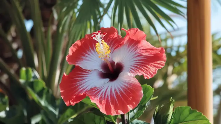 A photo of a hibiscus flower in full bloom. The flower is a rich red colour with a white centre. The flower is in a tropical setting with lush green leaves and a wooden pole. The background is sunny and bright.