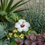 A photo of a hibiscus flower surrounded by a variety of companion plants. There are green leaves with unique patterns, small yellow flowers, and tall, thin green stems with small green leaves at the top. The background is a beige wall.