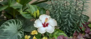 A photo of a hibiscus flower surrounded by a variety of companion plants. There are green leaves with unique patterns, small yellow flowers, and tall, thin green stems with small green leaves at the top. The background is a beige wall.