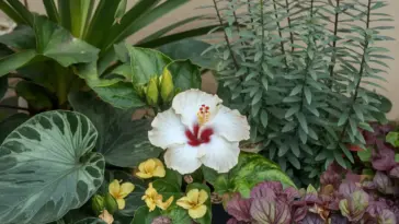 A photo of a hibiscus flower surrounded by a variety of companion plants. There are green leaves with unique patterns, small yellow flowers, and tall, thin green stems with small green leaves at the top. The background is a beige wall.