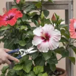 A photo of a person pruning a hibiscus flower, with the person's hand holding a pair of pruning shears. The hibiscus flowers are in full bloom, with vibrant red and pink petals. The plant is growing in a pot and is placed on a wooden stand. There are green leaves at the bottom of the plant. The background is a beige wall.