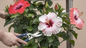 A photo of a person pruning a hibiscus flower, with the person's hand holding a pair of pruning shears. The hibiscus flowers are in full bloom, with vibrant red and pink petals. The plant is growing in a pot and is placed on a wooden stand. There are green leaves at the bottom of the plant. The background is a beige wall.