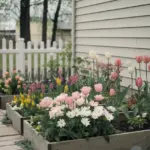 A photo of a small flower garden against a house. The garden contains a variety of flowers in full bloom, including roses, tulips, and daisies. The flowers are planted in raised beds made of wood. There is a pathway made of wooden planks leading to the garden. The house has a white picket fence and is painted beige. The background contains trees and a building.