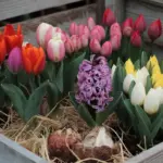 A photo of a variety of bulbs for gorgeous spring flowers. There are red, pink, yellow, and white tulip bulbs. There's also a purple hyacinth bulb. The bulbs are in a wooden crate and have a layer of straw at the bottom. The crate is placed on a wooden structure.