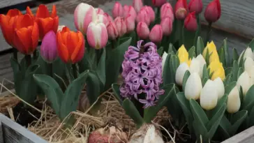 A photo of a variety of bulbs for gorgeous spring flowers. There are red, pink, yellow, and white tulip bulbs. There's also a purple hyacinth bulb. The bulbs are in a wooden crate and have a layer of straw at the bottom. The crate is placed on a wooden structure.