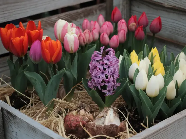 A photo of a variety of bulbs for gorgeous spring flowers. There are red, pink, yellow, and white tulip bulbs. There's also a purple hyacinth bulb. The bulbs are in a wooden crate and have a layer of straw at the bottom. The crate is placed on a wooden structure.