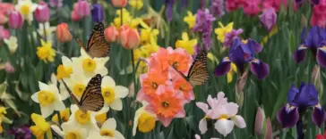 A photo of a variety of spring flowers, including tulips, daffodils, and irises, in full bloom. The flowers are in a garden and are in various colors, including yellow, orange, pink, and purple. There are butterflies with orange and black wings resting on the flowers. The background is a green fence. The overall image is bright and cheerful.