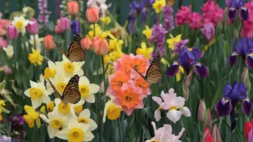 A photo of a variety of spring flowers, including tulips, daffodils, and irises, in full bloom. The flowers are in a garden and are in various colors, including yellow, orange, pink, and purple. There are butterflies with orange and black wings resting on the flowers. The background is a green fence. The overall image is bright and cheerful.