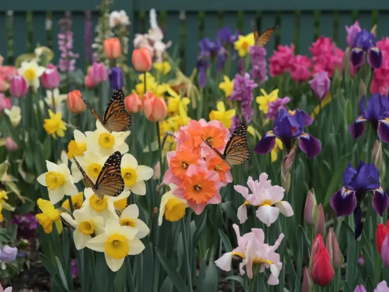 A photo of a variety of spring flowers, including tulips, daffodils, and irises, in full bloom. The flowers are in a garden and are in various colors, including yellow, orange, pink, and purple. There are butterflies with orange and black wings resting on the flowers. The background is a green fence. The overall image is bright and cheerful.