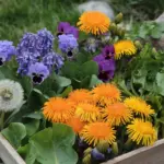 A photo of edible spring flowers to grow, including violet flowers, calendula flowers, and nasturtium flowers. There are also leaves from dandelions and sorrel. The flowers are arranged in a wooden crate. The background is a grassy area with some rocks.