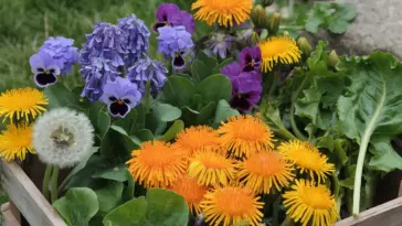A photo of edible spring flowers to grow, including violet flowers, calendula flowers, and nasturtium flowers. There are also leaves from dandelions and sorrel. The flowers are arranged in a wooden crate. The background is a grassy area with some rocks.