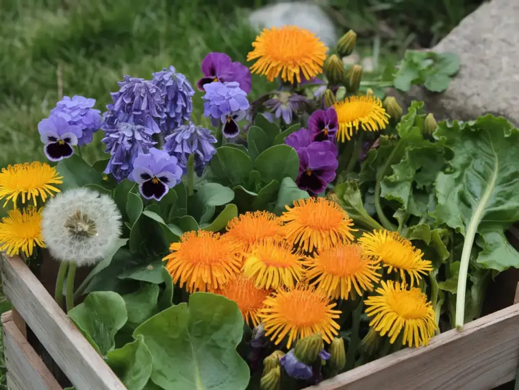 A photo of edible spring flowers to grow, including violet flowers, calendula flowers, and nasturtium flowers. There are also leaves from dandelions and sorrel. The flowers are arranged in a wooden crate. The background is a grassy area with some rocks.