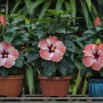 A photo of hibiscus flowers in pots. There are three pots, each with a hibiscus plant. The flowers are large and red, with a yellow center. The leaves are dark green. The pots are placed on a wooden platform. The background is a lush green plant.