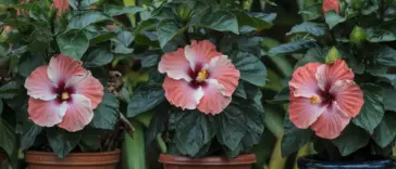 A photo of hibiscus flowers in pots. There are three pots, each with a hibiscus plant. The flowers are large and red, with a yellow center. The leaves are dark green. The pots are placed on a wooden platform. The background is a lush green plant.