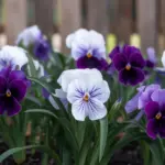 A photo of low-maintenance spring flowers. There are white and purple flowers with green leaves. The flowers have a simple and elegant design. The background is a wooden fence. The image has a soft focus.