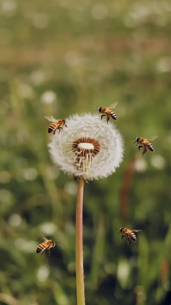 A photo of a dandelion flower with bees buzzing around it. The background is a green field. The photo has a warm hue.