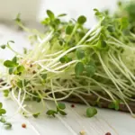 Fresh alfalfa sprouts grow on a rustic wooden surface, showing bright green leaves, white roots, and scattered seed pods. The tender sprouts display the various stages as you grow alfalfa sprouts at home, from seed to mature microgreen.