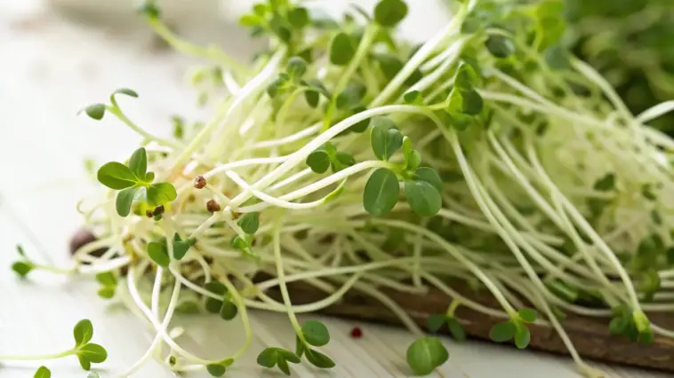 Fresh alfalfa sprouts grow on a rustic wooden surface, showing bright green leaves, white roots, and scattered seed pods. The tender sprouts display the various stages as you grow alfalfa sprouts at home, from seed to mature microgreen.