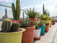 Urban container plants featuring diverse cacti in colorful pots line a modern balcony railing, with a sunlit cityscape and partly cloudy sky as backdrop. The collection showcases various sizes of desert plants arranged in a neat row, creating a green oasis against the metropolitan view.