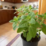 Fresh oregano herbal plants growing in a black pot on a tiled kitchen counter, showcasing its lush green leaves against wooden cabinets in a home setting. A person can be seen working in the background of this well-lit kitchen space.