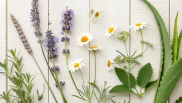 A collection of herbal plants for skin care arranged naturally on white wooden planks, featuring fresh lavender sprigs, chamomile daisies, and green botanicals. The overhead shot captures medicinal flowers and healing herbs in a rustic, garden-fresh composition.