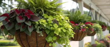 Shade plants in hanging baskets adorn a classic white veranda, featuring lush ferns and deep red broad-leafed varieties suspended from rustic wooden containers between elegant columns. The evenly-spaced baskets create a peaceful garden atmosphere along the covered porch.