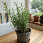 A minimalist herbal plants garden idea featuring a potted herb with tall, slender leaves displayed on a rustic wooden table near a sunlit window. The grey ceramic planter complements the natural setting, with gardening books and an outdoor garden view creating an inspiring backdrop for indoor herb cultivation.